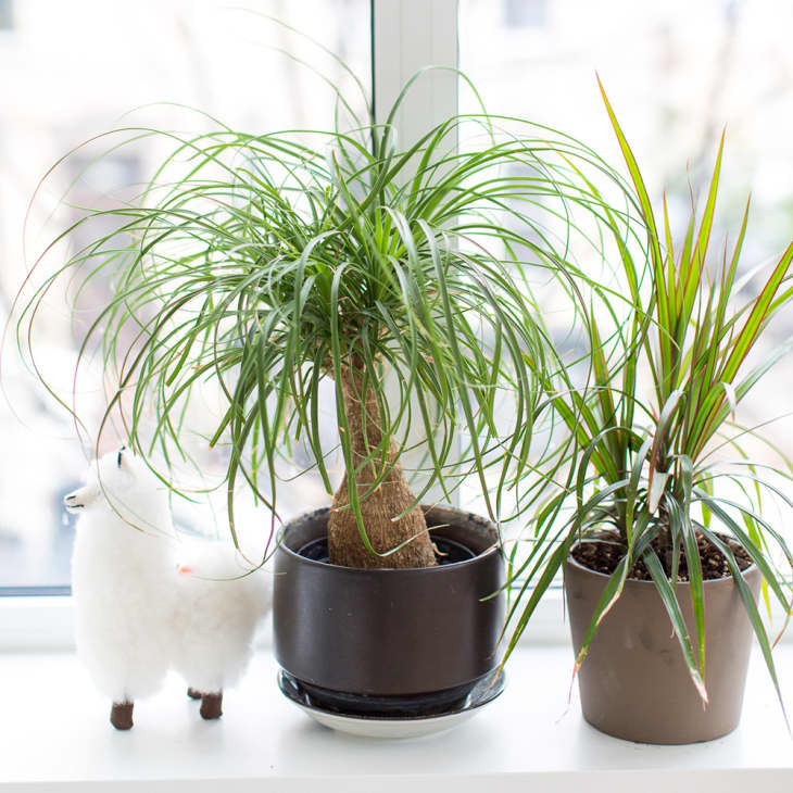 8 Houseplants You Can Move Outside When it's Warm Apartment Therapy